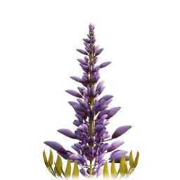 lavende