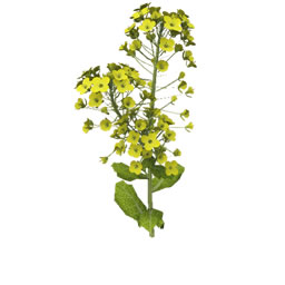 lemonroot